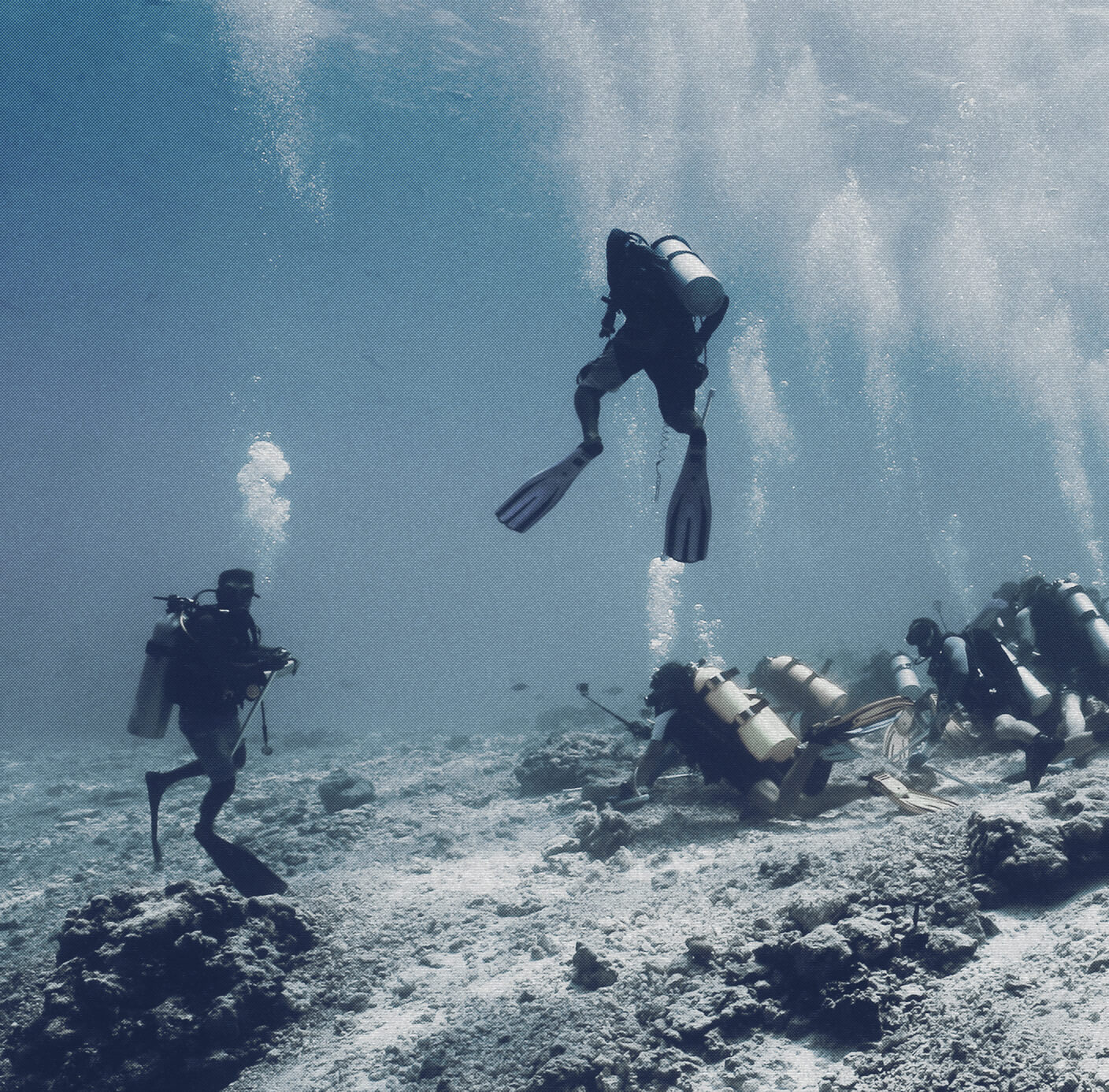 shark diving